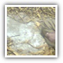LEAF TOBACCO SHREDDED TOBACCO raw tobacco leaf dark air cured tobacco rustica tobacco FLUE CURED TOBACCO